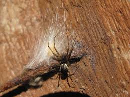 Attēlu rezultāti vaicājumam “Neriene montana”