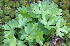 Attēlu rezultāti vaicājumam “Ranunculus sceleratus”