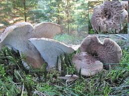 Attēlu rezultāti vaicājumam “Sarcodon imbricatum”