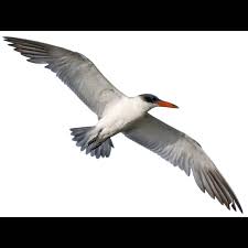 Attēlu rezultāti vaicājumam “Hydroprogne caspia”