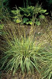 Attēlu rezultāti vaicājumam “Molinia caerulea leaf”