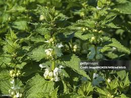 Attēlu rezultāti vaicājumam “Lamium album flower”