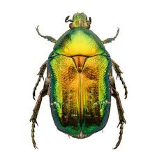 Attēlu rezultāti vaicājumam “Cetonia aurata imago”