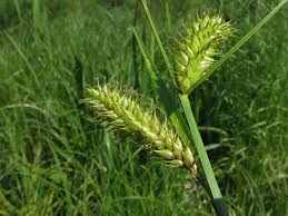 Attēlu rezultāti vaicājumam “Carex vesicaria”