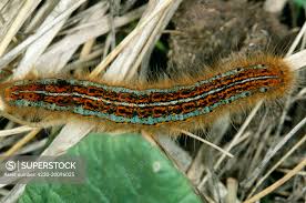 Attēlu rezultāti vaicājumam “Malacosoma castrensis larva”