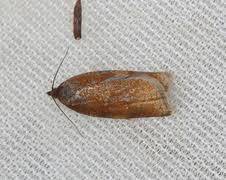 Attēlu rezultāti vaicājumam “Aphelia viburniana”