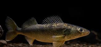 Image result for Sander vitreus