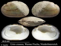 Attēlu rezultāti vaicājumam “Unio crassus”