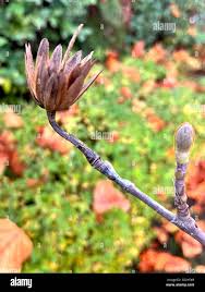 Attēlu rezultāti vaicājumam “Liriodendron tulipifera bud”