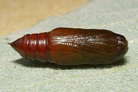 Attēlu rezultāti vaicājumam “Hypena crassalis”