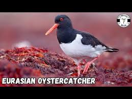 Attēlu rezultāti vaicājumam “Haematopus ostralegus adult”