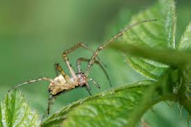 Attēlu rezultāti vaicājumam “Metellina segmentata”