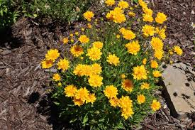Image result for Chrysanthemum segetum
