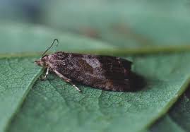 Attēlu rezultāti vaicājumam “Cydia splendana”