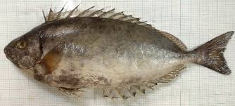 Image result for Siganus rivulatus