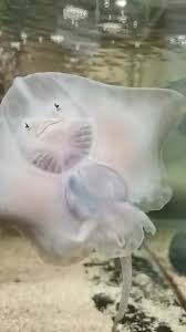 Image result for Raja clavata