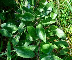 Attēlu rezultāti vaicājumam “Prunus spinosa”