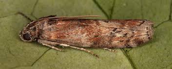 Attēlu rezultāti vaicājumam “Phycita roborella”