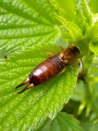 Attēlu rezultāti vaicājumam “Forficula auricularia”