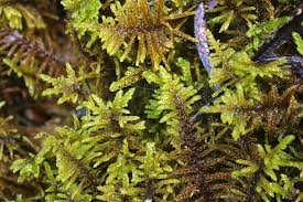 Attēlu rezultāti vaicājumam “Palustriella”