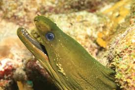 Image result for Gymnothorax funebris