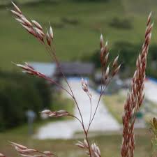 Attēlu rezultāti vaicājumam “Deschampsia flexuosa bud”