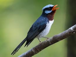 Attēlu rezultāti vaicājumam “Calypogeia azurea macro”