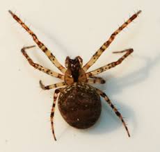 Attēlu rezultāti vaicājumam “Metellina merianae”