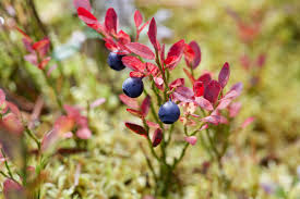 Attēlu rezultāti vaicājumam “Vaccinium myrtillus fruit”