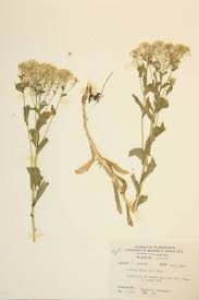 Attēlu rezultāti vaicājumam “Cruciferae”