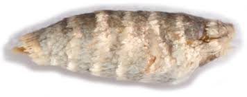 Attēlu rezultāti vaicājumam “Ancylis laetana”