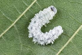 Attēlu rezultāti vaicājumam “Eriocampa ovata”