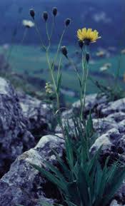 Attēlu rezultāti vaicājumam “Hieracium umbellatum bud”