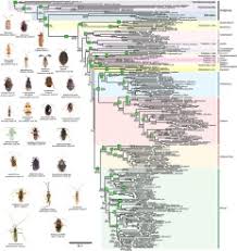 Attēlu rezultāti vaicājumam “Alloeotomus sp.”