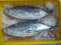 Image result for Katsuwonus pelamis