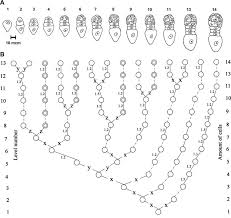 Attēlu rezultāti vaicājumam “Triglochin palustre”