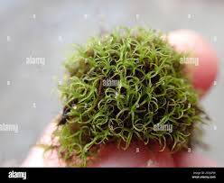 Attēlu rezultāti vaicājumam “Gymnostomum calcareum macro”