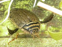 Attēlu rezultāti vaicājumam “Acilius sulcatus female”