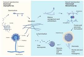 Attēlu rezultāti vaicājumam “Heterotrichia oerstedii (syn. Arcyria oerstedii) spores”