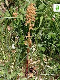 Attēlu rezultāti vaicājumam “Neottia nidus-avis”