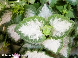Attēlu rezultāti vaicājumam “Lamium maculatum leaf”