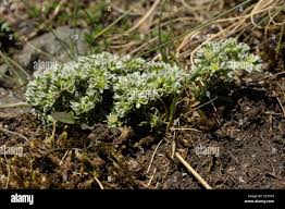 Attēlu rezultāti vaicājumam “Scleranthus perennis flower”