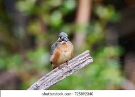 Attēlu rezultāti vaicājumam “Alcedo atthis nest”