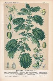 Attēlu rezultāti vaicājumam “Urtica urens leaf”