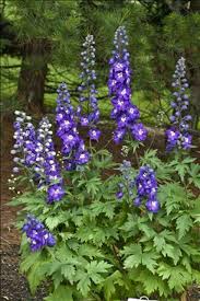 Attēlu rezultāti vaicājumam “Delphinium elatum  bud”