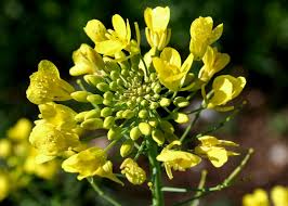 Attēlu rezultāti vaicājumam “Sinapis arvensis”