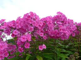 Image result for Phlox (großblumig)