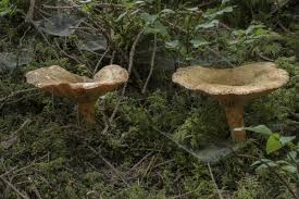 Attēlu rezultāti vaicājumam “Lactarius deterrimus”