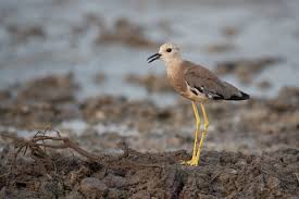 Image result for Vanellus leucurus