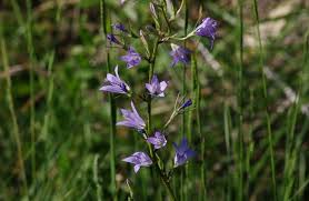 Image result for Campanula rapunculus